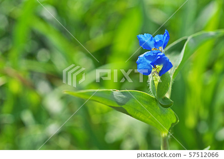 Blue communis flower Blue communis flower 57512066