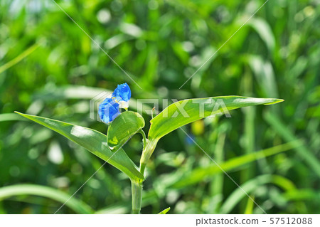 Blue communis flower 57512088
