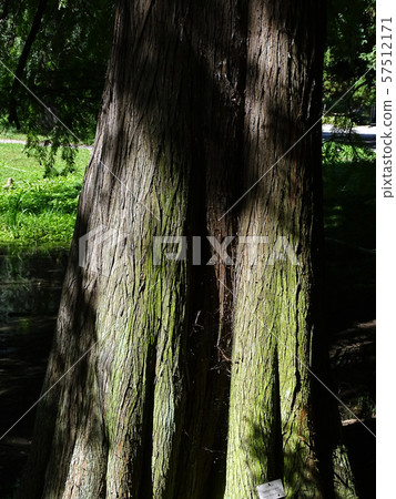 Zagreb Botanical garden by summer Zagreb Botanical garden by summer 57512171