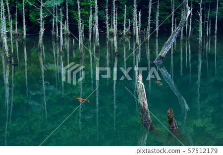 Submerged forest Submerged forest 57512179