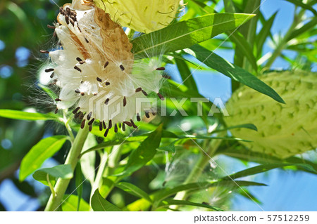 Fucenta cotton seed and seeds 57512259