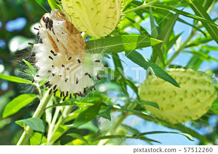 Fucenta cotton seed and seeds 57512260