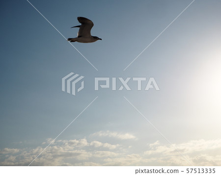 Seagulls dancing in the sky 57513335