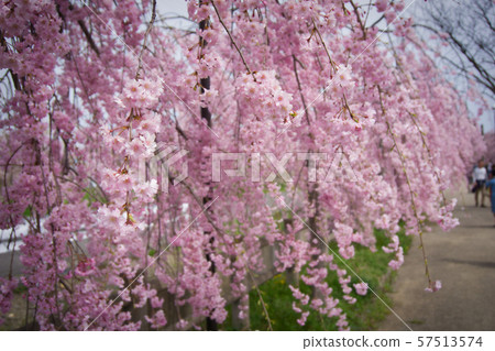 Cherry Blossoms   57513574