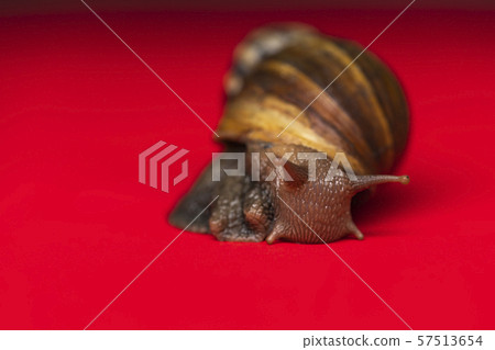 Macro snail in studio Macro snail in studio 57513654