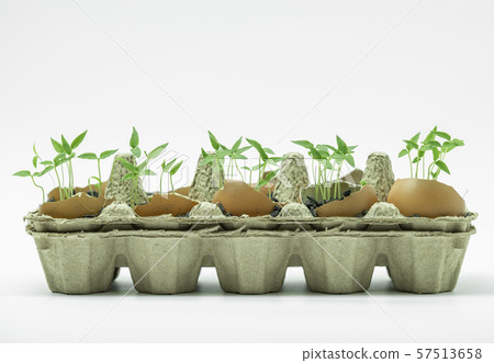 Young plants grown in the eggshell Young plants grown in the eggshell 57513658