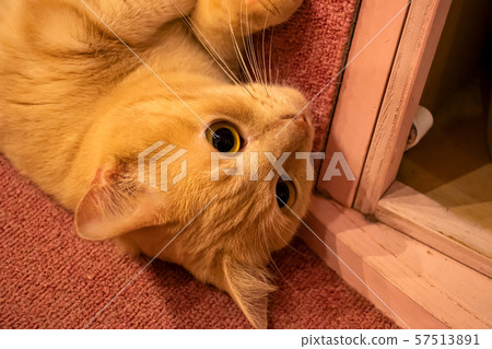A cat that lies down A cat that lies down 57513891