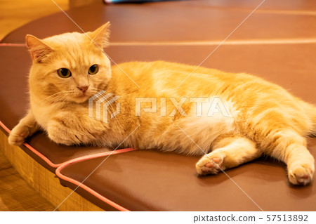 Munchkin cat sitting and relaxing Munchkin cat sitting and relaxing 57513892