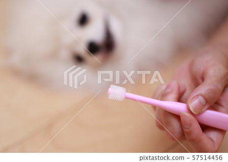 Pomeranian toothpaste (monkey period dog dog canine organism animal pedigree puppy child white white child) 57514456