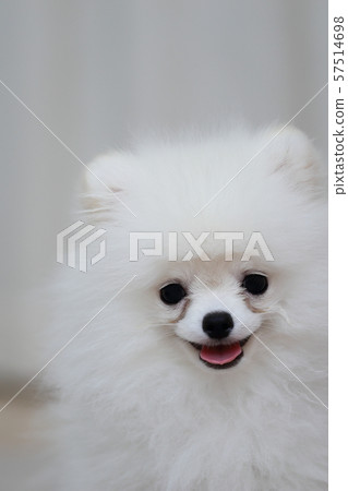 Pomeranian Monkey Period (Dog Dog Dog Organism Animal Pedigree Puppy Child White White Pedigree Western Dog) 57514698