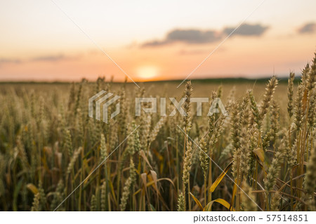 Wheat field. Golden ears of wheat on the field. Background of ripening ears of meadow wheat field Wheat field. Golden ears of wheat on the field. Background of ripening ears of meadow wheat field 57514851
