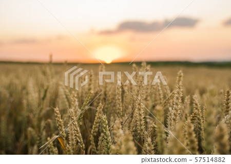 Wheat field. Golden ears of wheat on the field. Background of ripening ears of meadow wheat field Wheat field. Golden ears of wheat on the field. Background of ripening ears of meadow wheat field 57514882