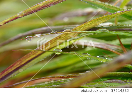 草與水滴 草與水滴 57514883