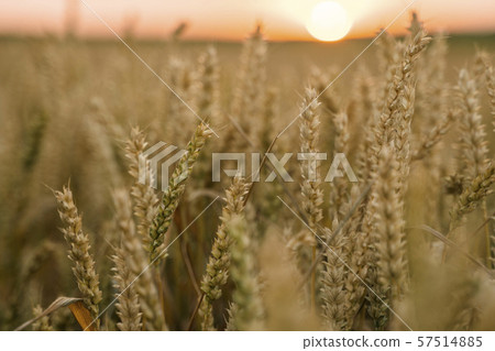 Wheat field. Golden ears of wheat on the field. Background of ripening ears of meadow wheat field 57514885