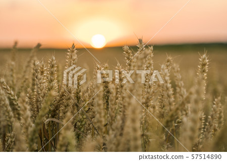 Wheat field. Golden ears of wheat on the field. Background of ripening ears of meadow wheat field Wheat field. Golden ears of wheat on the field. Background of ripening ears of meadow wheat field 57514890