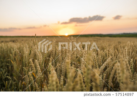 Wheat field. Golden ears of wheat on the field. Background of ripening ears of meadow wheat field Wheat field. Golden ears of wheat on the field. Background of ripening ears of meadow wheat field 57514897