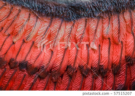 Close up to Colorful and patterns of dinosaur model surfaces created with cement Close up to Colorful and patterns of dinosaur model surfaces created with cement 57515207