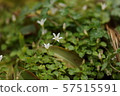 Tanigikyo Valley bellflower 57515591