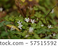 Tanigikyo Valley bellflower 57515592