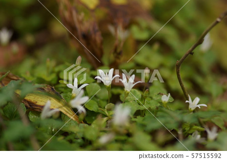 Tanigikyo Valley bellflower Tanigikyo Valley bellflower 57515592