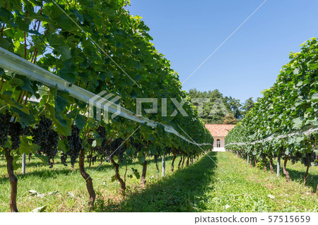 Winery vineyard Winery vineyard 57515659