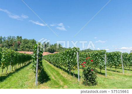 Winery vineyard 57515661