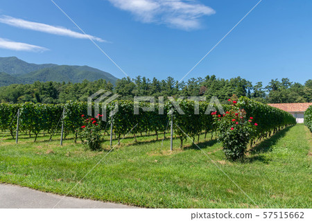 釀酒廠葡萄園 57515662