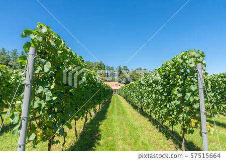 Winery vineyard 57515664