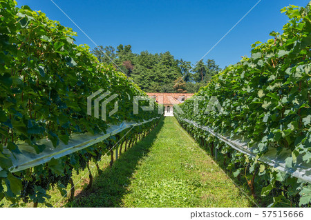 Winery vineyard 57515666