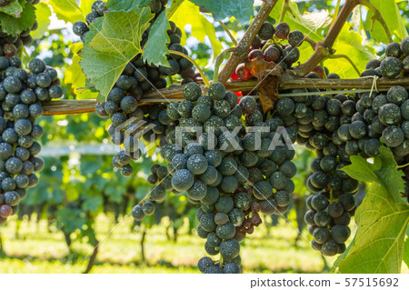 Grape for red wine Grape for red wine 57515692