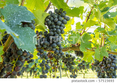 Grape for red wine 57515693