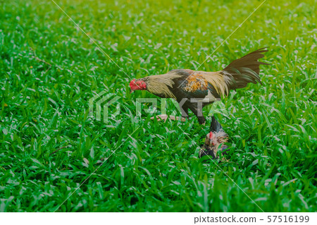 Rooster and hen relax and finding food in green field. Rooster and hen relax and finding food in green field. 57516199