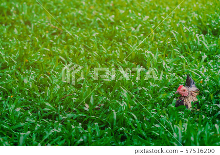 Rooster and hen relax and finding food in green field. Rooster and hen relax and finding food in green field. 57516200