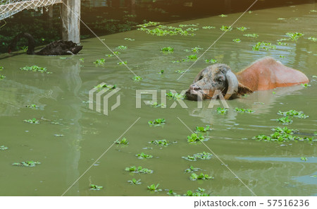 Albino Buffalo and black swan swimming in the swamp at Thai Buffalo Conservation Village in Suphan Buri, Thailand Albino Buffalo and black swan swimming in the swamp at Thai Buffalo Conservation Village in Suphan Buri, Thailand 57516236