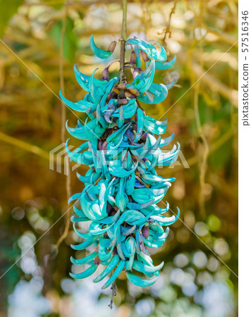 Beautiful blue purple of Tiger claw flowers in Dalat, Vietnam 57516346