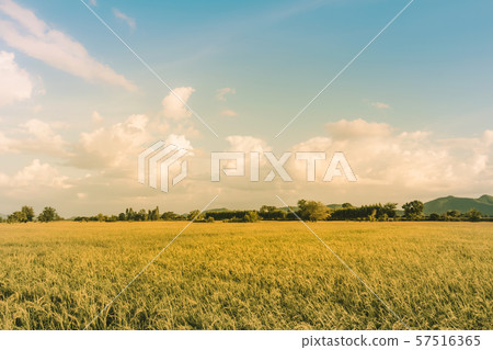 Rice fields in the evening before sunset Rice fields in the evening before sunset 57516365