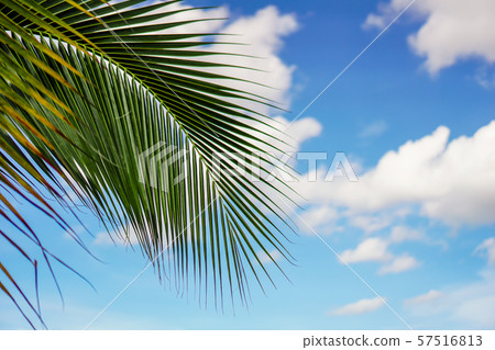 Coconut trees and the sky on a summer vacation 57516813