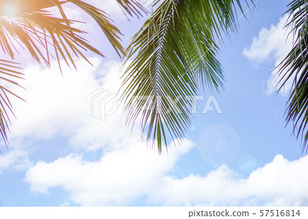 Coconut trees and the sky on a summer vacation 57516814