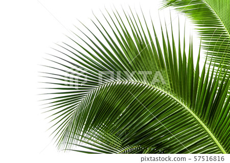 nature Coconut leaves on a white background 57516816