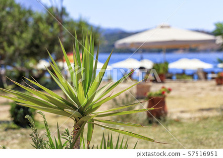 Little Yuka palm on blurred sea beach background. 57516951