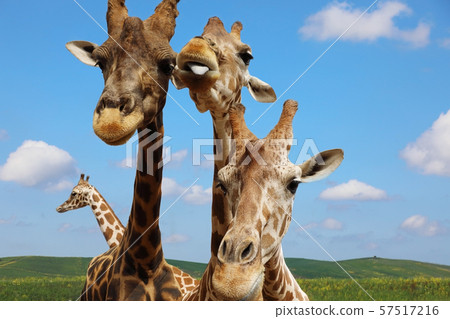 Portrait of giraffes against the blue sky Portrait of giraffes against the blue sky 57517216
