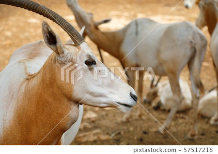 Flock of antelopes of Sahara Oryx Flock of antelopes of Sahara Oryx 57517218