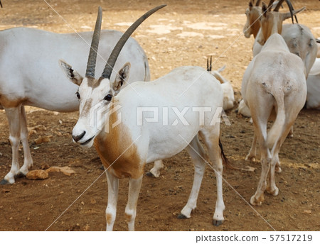 Herd of antelopes of Sahara Oryx 57517219