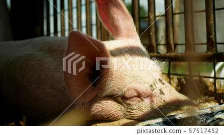 Sow of domestic pig Sus domesticus swine sleeps, hog in a cage profile close-up or detail pink snout Sow of domestic pig Sus domesticus swine sleeps, hog in a cage profile close-up or detail pink snout 57517452