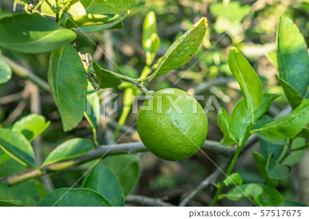 Fresh Lime Growing on The Tree and Green Leaves Background Fresh Lime Growing on The Tree and Green Leaves Background 57517675