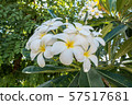 Beautiful Blossom Plumeria Flower on The Tree 57517681