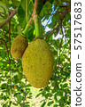 Fresh Green Jackfruit Growing on Jackfruit Tree 57517683