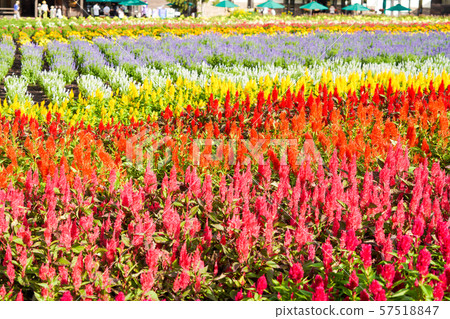 Vibrant Kateou 57518847