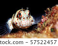 Montuki frogfish 57522457