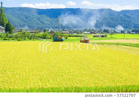 水稻收割 57522707